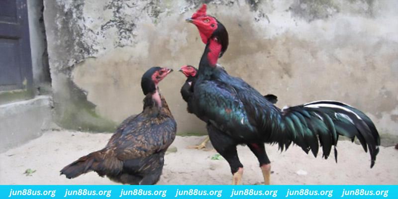 lucky ball casino hồ tràm có cho người việt vào không